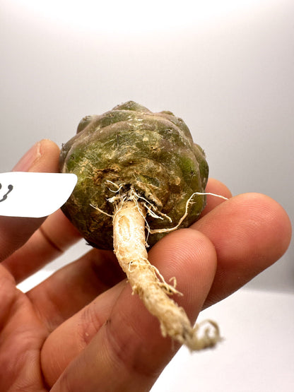 【現品限り】コピアポア・コルムナアルバ孤竜丸 抜き苗 実生【H23】 Copiapoa columna-alba