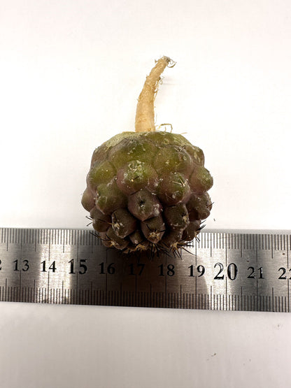 【現品限り】コピアポア・コルムナアルバ孤竜丸 抜き苗 実生【H23】 Copiapoa columna-alba