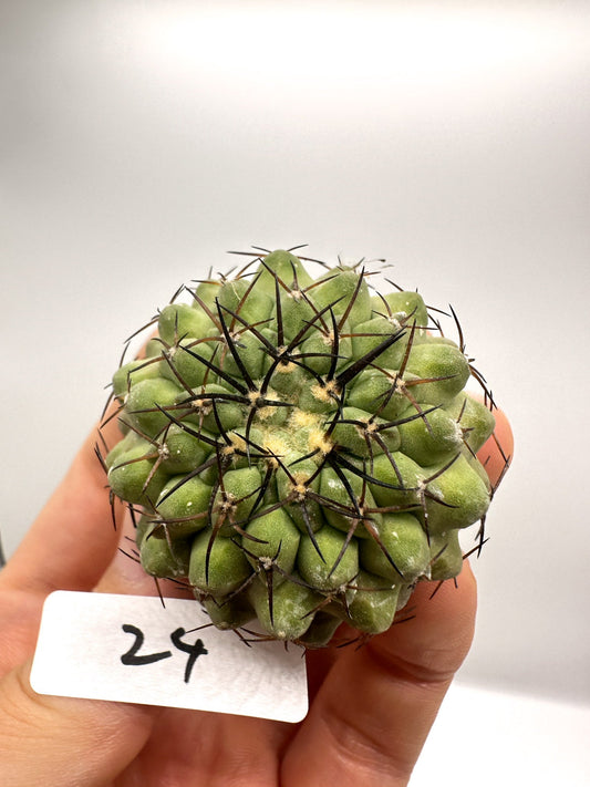 【現品限り】コピアポア・コルムナアルバ孤竜丸 抜き苗 実生【H24】 Copiapoa columna-alba