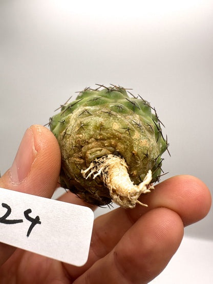 【現品限り】コピアポア・コルムナアルバ孤竜丸 抜き苗 実生【H24】 Copiapoa columna-alba