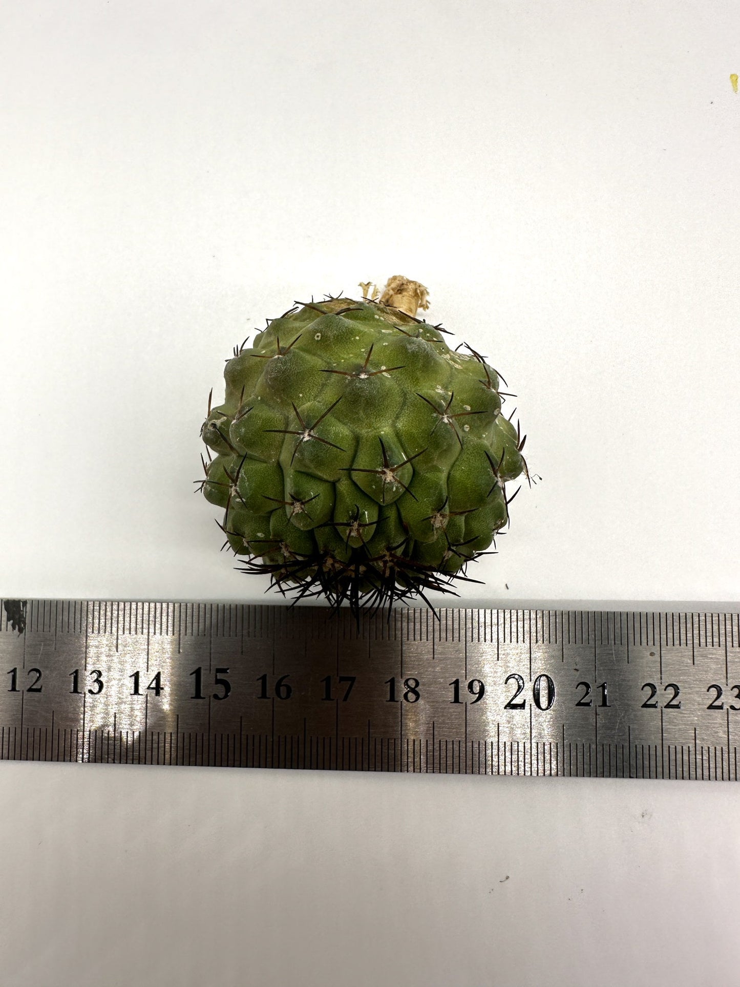 【現品限り】コピアポア・コルムナアルバ孤竜丸 抜き苗 実生【H24】 Copiapoa columna-alba