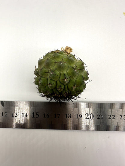 【現品限り】コピアポア・コルムナアルバ孤竜丸 抜き苗 実生【H24】 Copiapoa columna-alba