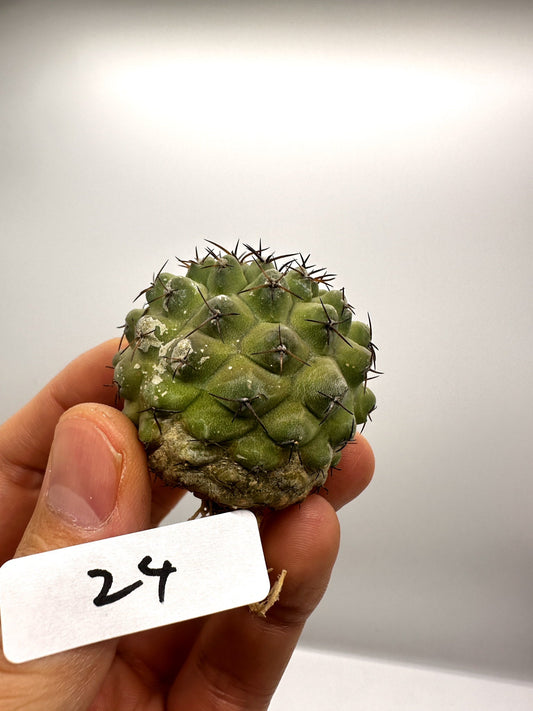 【現品限り】コピアポア・コルムナアルバ孤竜丸 抜き苗 実生【H24】 Copiapoa columna-alba