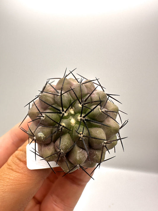 【現品限り】コピアポア・コルムナアルバ孤竜丸 抜き苗 実生【H25】 Copiapoa columna-alba