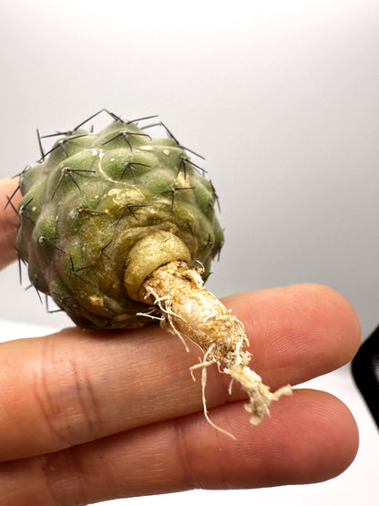 【現品限り】コピアポア・コルムナアルバ孤竜丸 抜き苗 実生【H25】 Copiapoa columna-alba