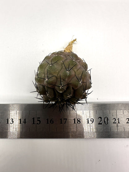 【現品限り】コピアポア・コルムナアルバ孤竜丸 抜き苗 実生【H25】 Copiapoa columna-alba