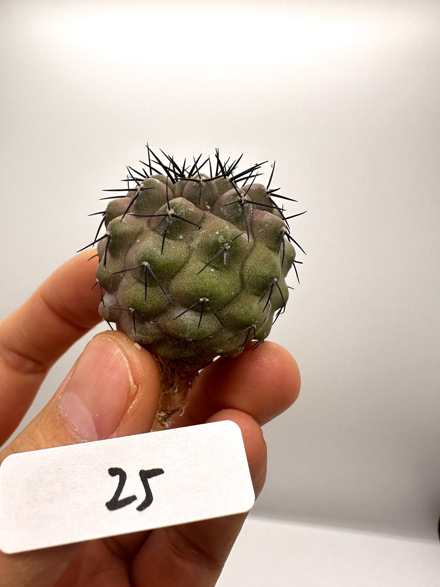 【現品限り】コピアポア・コルムナアルバ孤竜丸 抜き苗 実生【H25】 Copiapoa columna-alba