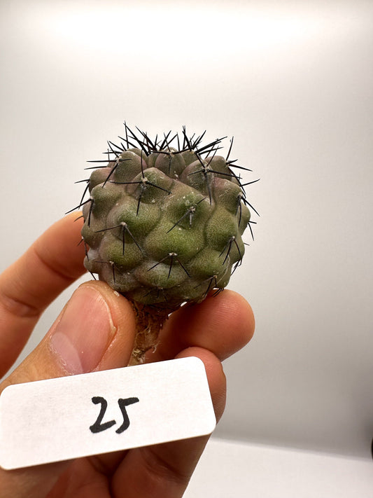 【現品限り】コピアポア・コルムナアルバ孤竜丸 抜き苗 実生【H25】 Copiapoa columna-alba