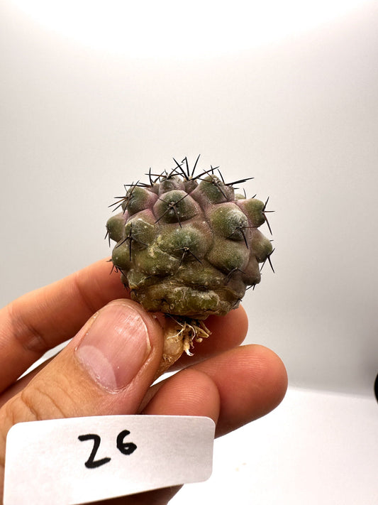 【現品限り】コピアポア・コルムナアルバ孤竜丸 抜き苗 実生【H26】 Copiapoa columna-alba