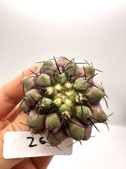 【現品限り】コピアポア・コルムナアルバ孤竜丸 抜き苗 実生【H26】 Copiapoa columna-alba