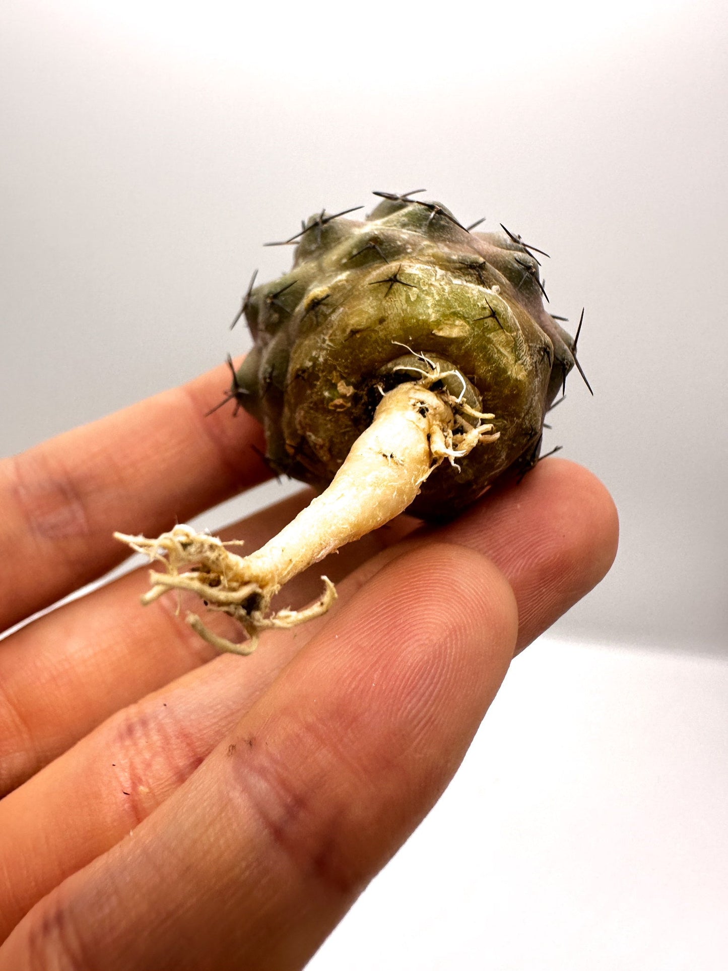 【現品限り】コピアポア・コルムナアルバ孤竜丸 抜き苗 実生【H26】 Copiapoa columna-alba