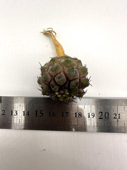 【現品限り】コピアポア・コルムナアルバ孤竜丸 抜き苗 実生【H26】 Copiapoa columna-alba
