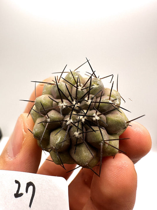 【現品限り】コピアポア・コルムナアルバ孤竜丸 抜き苗 実生【H27】 Copiapoa columna-alba