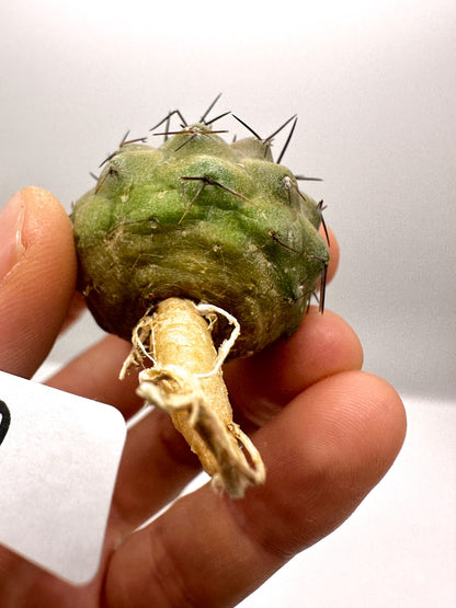 【現品限り】コピアポア・コルムナアルバ孤竜丸 抜き苗 実生【H27】 Copiapoa columna-alba