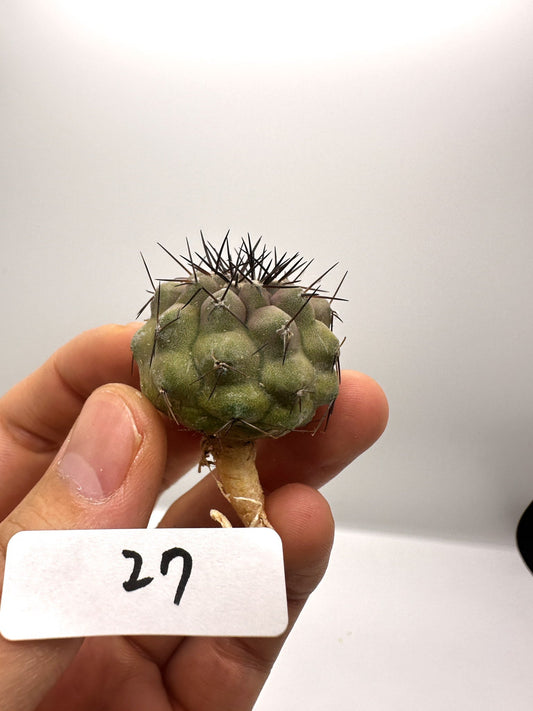 【現品限り】コピアポア・コルムナアルバ孤竜丸 抜き苗 実生【H27】 Copiapoa columna-alba