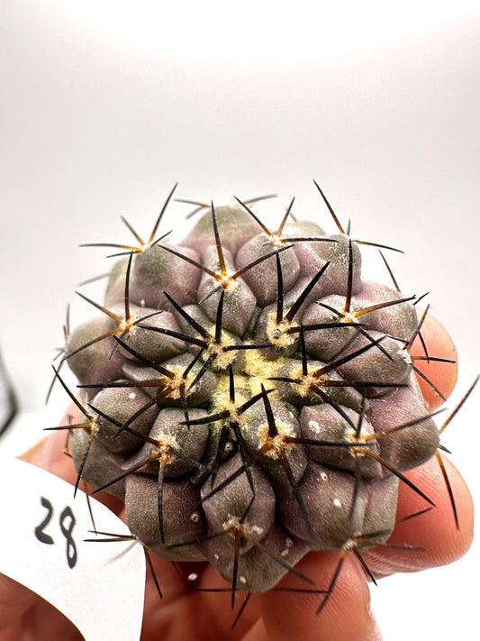 【現品限り】コピアポア・コルムナアルバ孤竜丸 抜き苗 実生【H28】 Copiapoa columna-alba