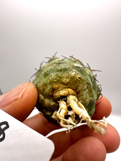 【現品限り】コピアポア・コルムナアルバ孤竜丸 抜き苗 実生【H28】 Copiapoa columna-alba