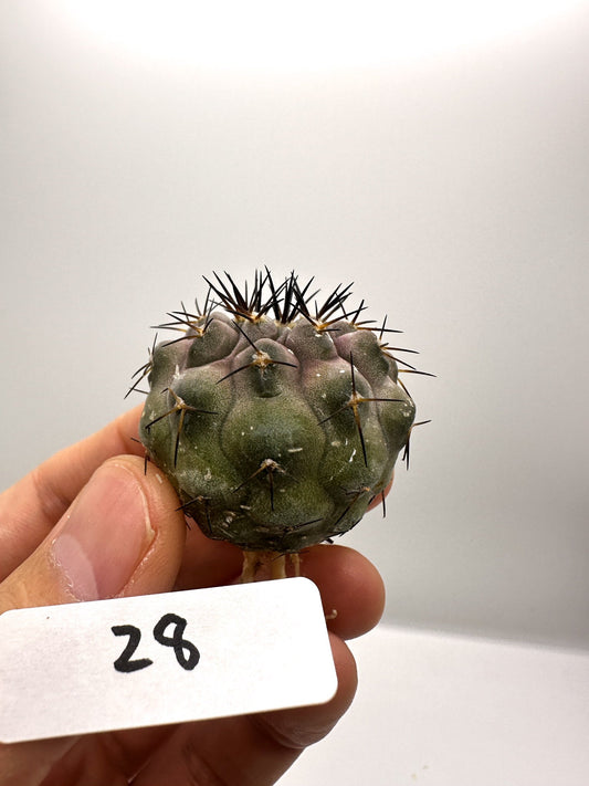 【現品限り】コピアポア・コルムナアルバ孤竜丸 抜き苗 実生【H28】 Copiapoa columna-alba