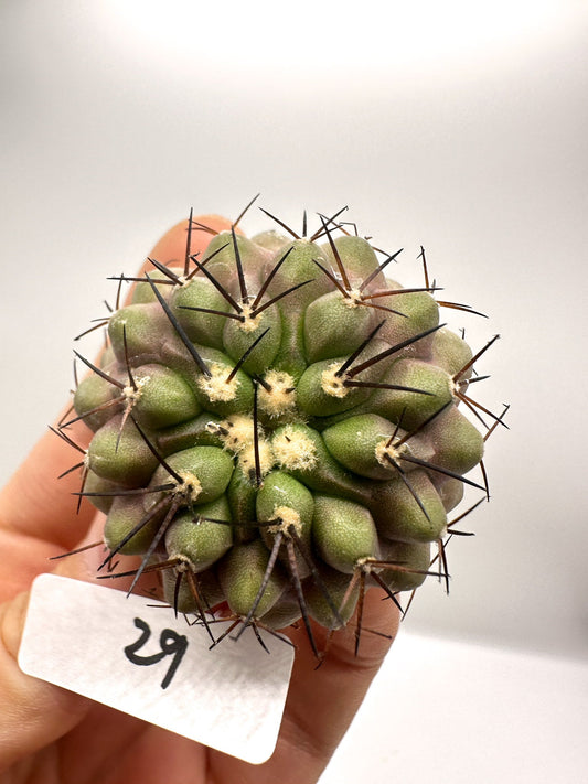 【現品限り】コピアポア・コルムナアルバ孤竜丸 抜き苗 実生【H29】 Copiapoa columna-alba