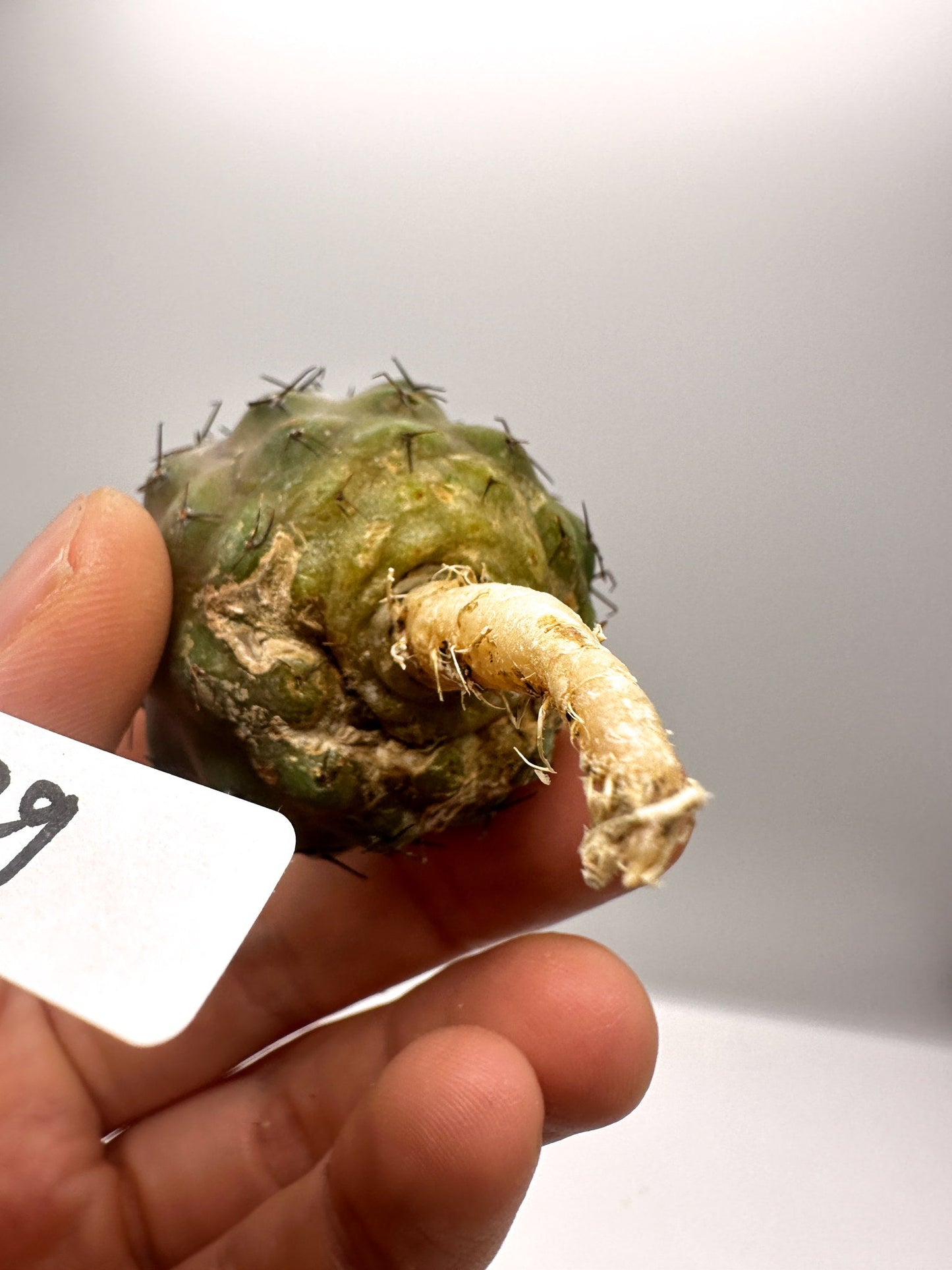【現品限り】コピアポア・コルムナアルバ孤竜丸 抜き苗 実生【H29】 Copiapoa columna-alba