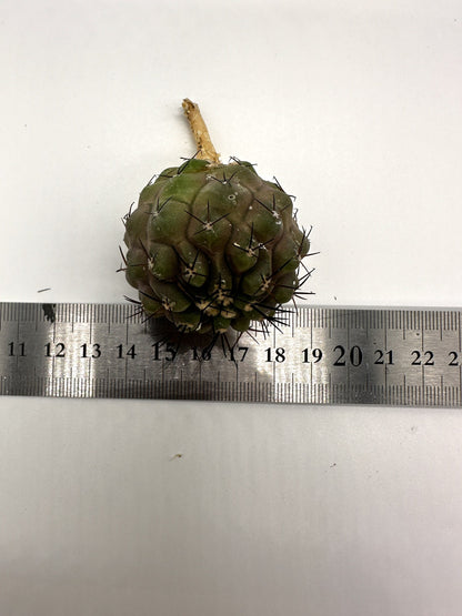 【現品限り】コピアポア・コルムナアルバ孤竜丸 抜き苗 実生【H29】 Copiapoa columna-alba
