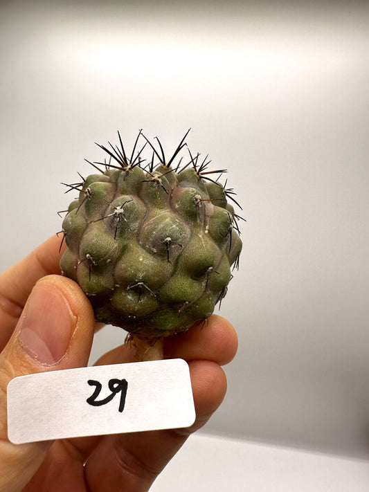 【現品限り】コピアポア・コルムナアルバ孤竜丸 抜き苗 実生【H29】 Copiapoa columna-alba