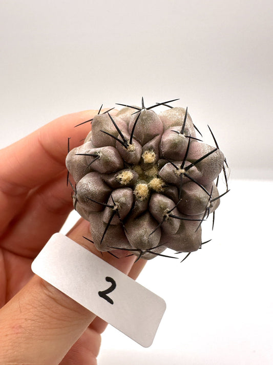【現品限り】コピアポア・シネレア 黒王丸 抜き苗 実生 期間限定【H2】 Copiapoa cinerea