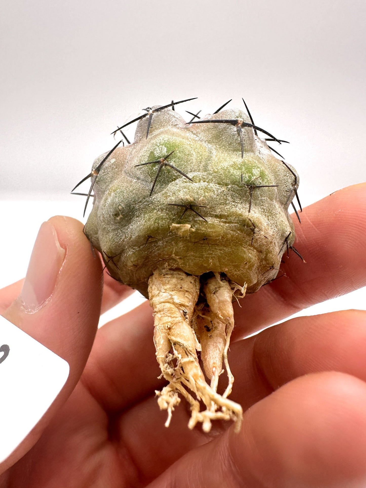 【現品限り】コピアポア・シネレア 黒王丸 抜き苗 実生 期間限定【H2】 Copiapoa cinerea