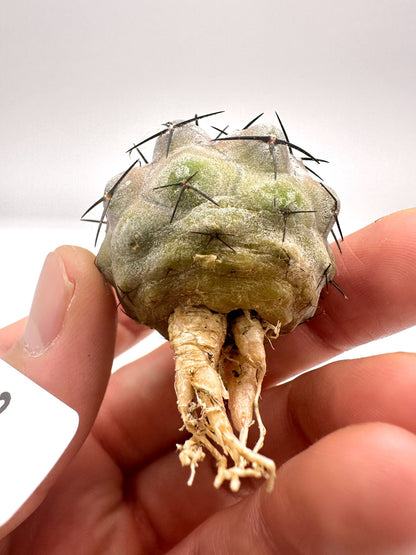【現品限り】コピアポア・シネレア 黒王丸 抜き苗 実生 期間限定【H2】 Copiapoa cinerea