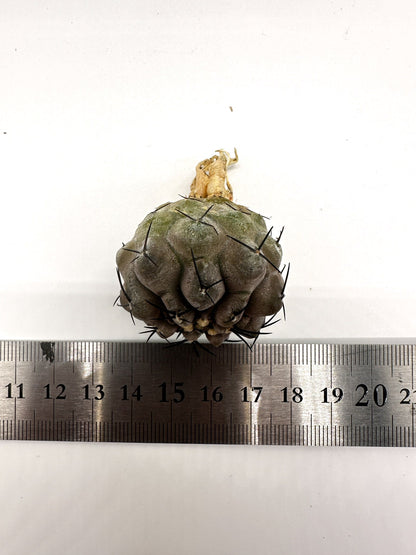 【現品限り】コピアポア・シネレア 黒王丸 抜き苗 実生 期間限定【H2】 Copiapoa cinerea