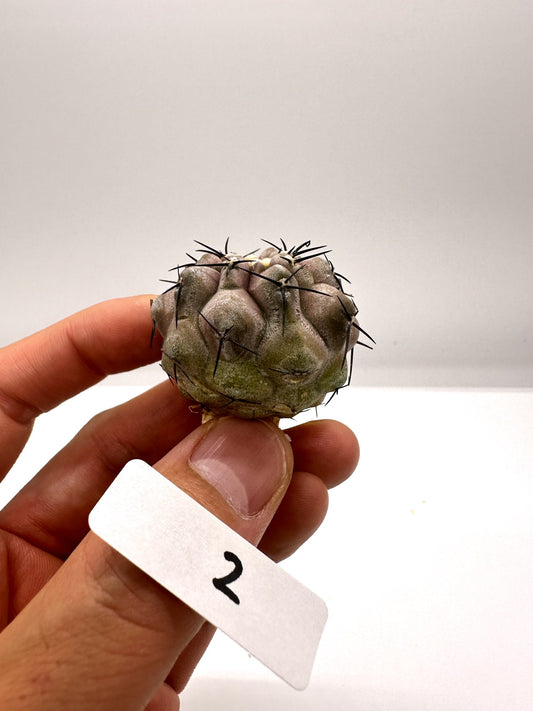 【現品限り】コピアポア・シネレア 黒王丸 抜き苗 実生 期間限定【H2】 Copiapoa cinerea