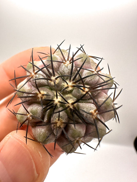 【現品限り】コピアポア・コルムナアルバ孤竜丸 抜き苗 実生【H30】 Copiapoa columna-alba