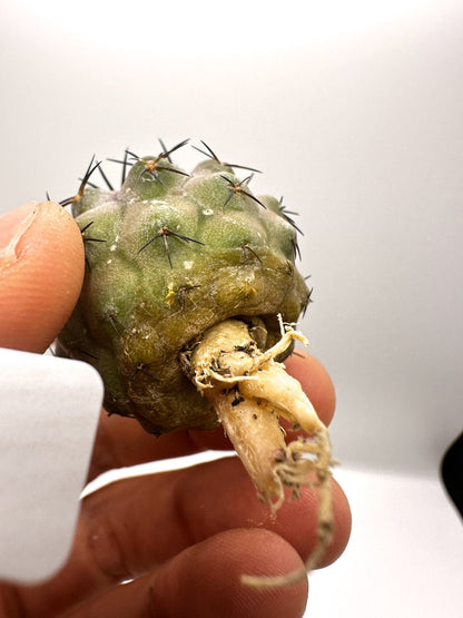 【現品限り】コピアポア・コルムナアルバ孤竜丸 抜き苗 実生【H30】 Copiapoa columna-alba