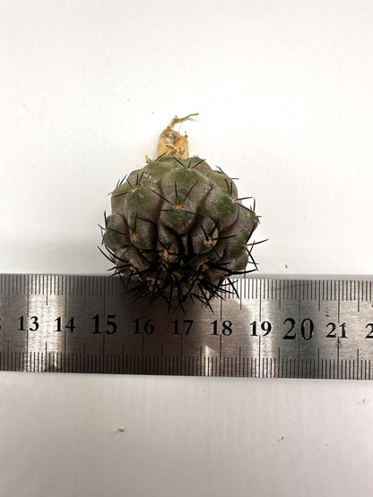 【現品限り】コピアポア・コルムナアルバ孤竜丸 抜き苗 実生【H30】 Copiapoa columna-alba