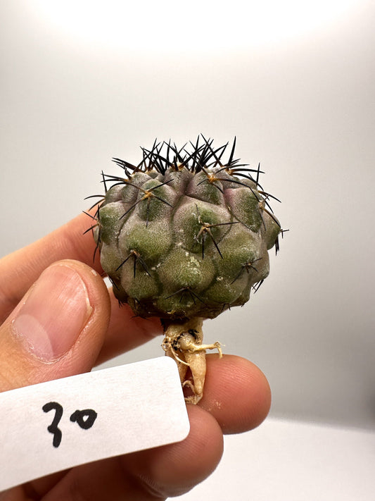 【現品限り】コピアポア・コルムナアルバ孤竜丸 抜き苗 実生【H30】 Copiapoa columna-alba