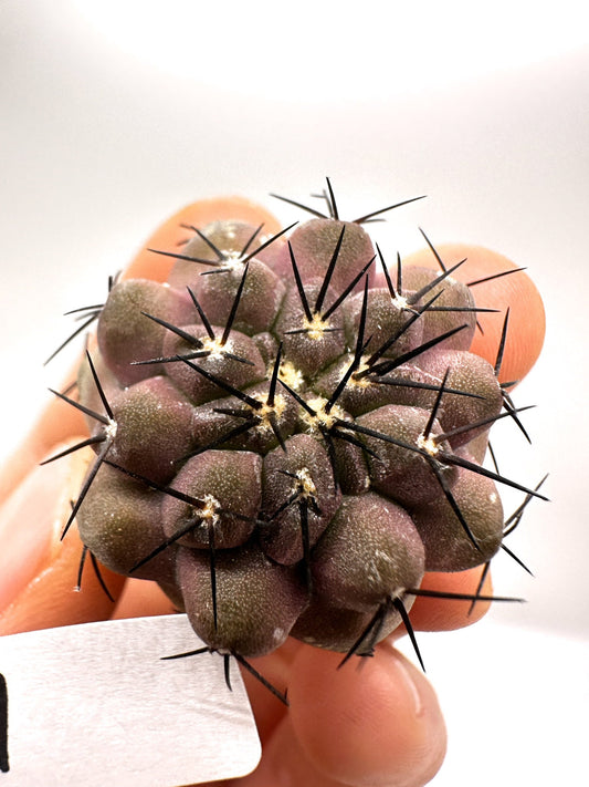 【現品限り】コピアポア・コルムナアルバ孤竜丸 抜き苗 実生【H31】 Copiapoa columna-alba