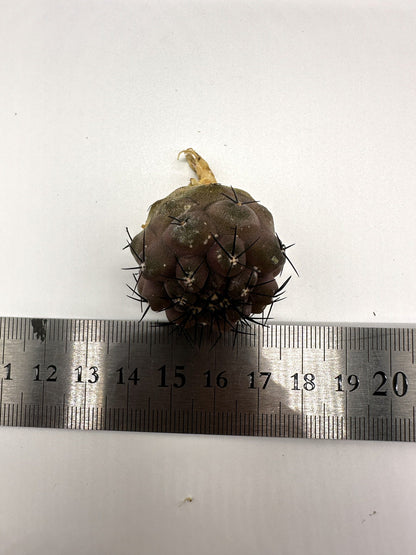 【現品限り】コピアポア・コルムナアルバ孤竜丸 抜き苗 実生【H31】 Copiapoa columna-alba