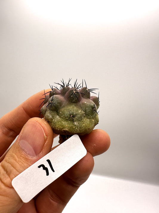 【現品限り】コピアポア・コルムナアルバ孤竜丸 抜き苗 実生【H31】 Copiapoa columna-alba