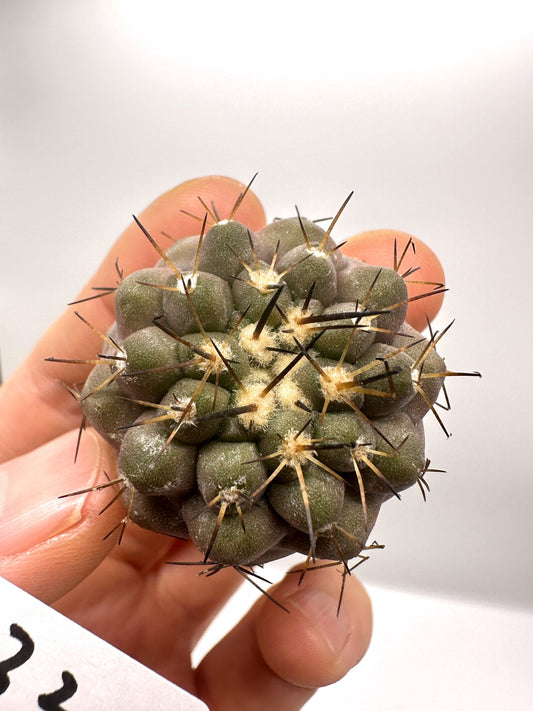 【現品限り】コピアポア・コルムナアルバ孤竜丸 抜き苗 実生【H32】 Copiapoa columna-alba
