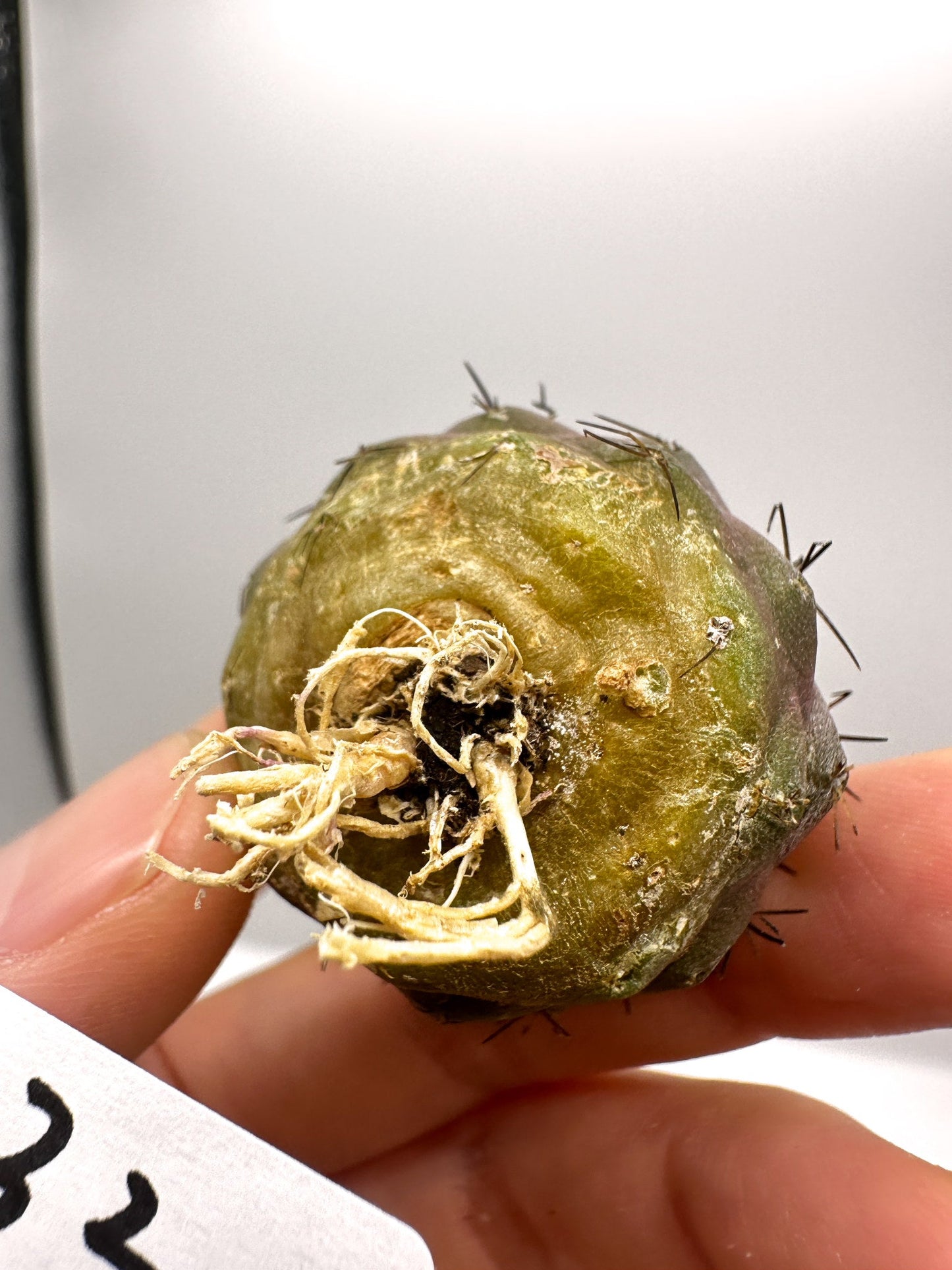 【現品限り】コピアポア・コルムナアルバ孤竜丸 抜き苗 実生【H32】 Copiapoa columna-alba