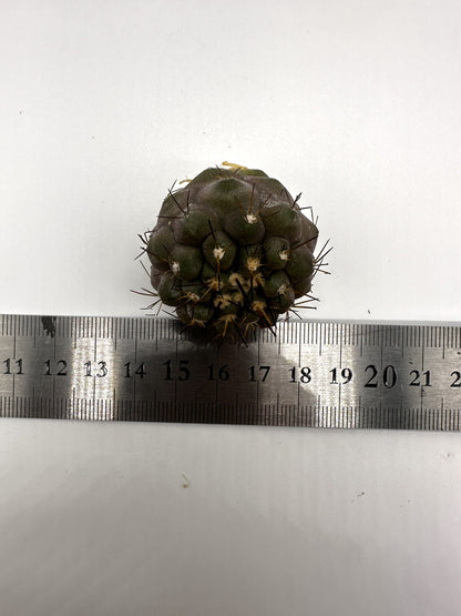 【現品限り】コピアポア・コルムナアルバ孤竜丸 抜き苗 実生【H32】 Copiapoa columna-alba