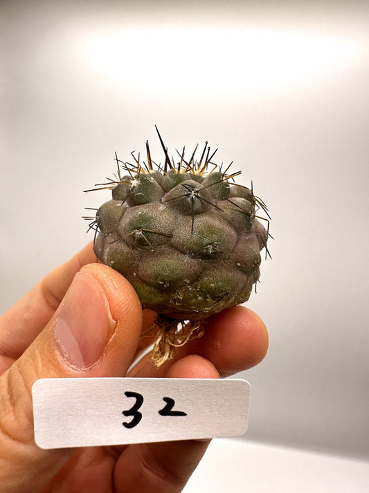 【現品限り】コピアポア・コルムナアルバ孤竜丸 抜き苗 実生【H32】 Copiapoa columna-alba