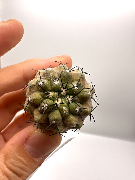 【現品限り】コピアポア・コルムナアルバ孤竜丸 抜き苗 実生【H33】 Copiapoa columna-alba