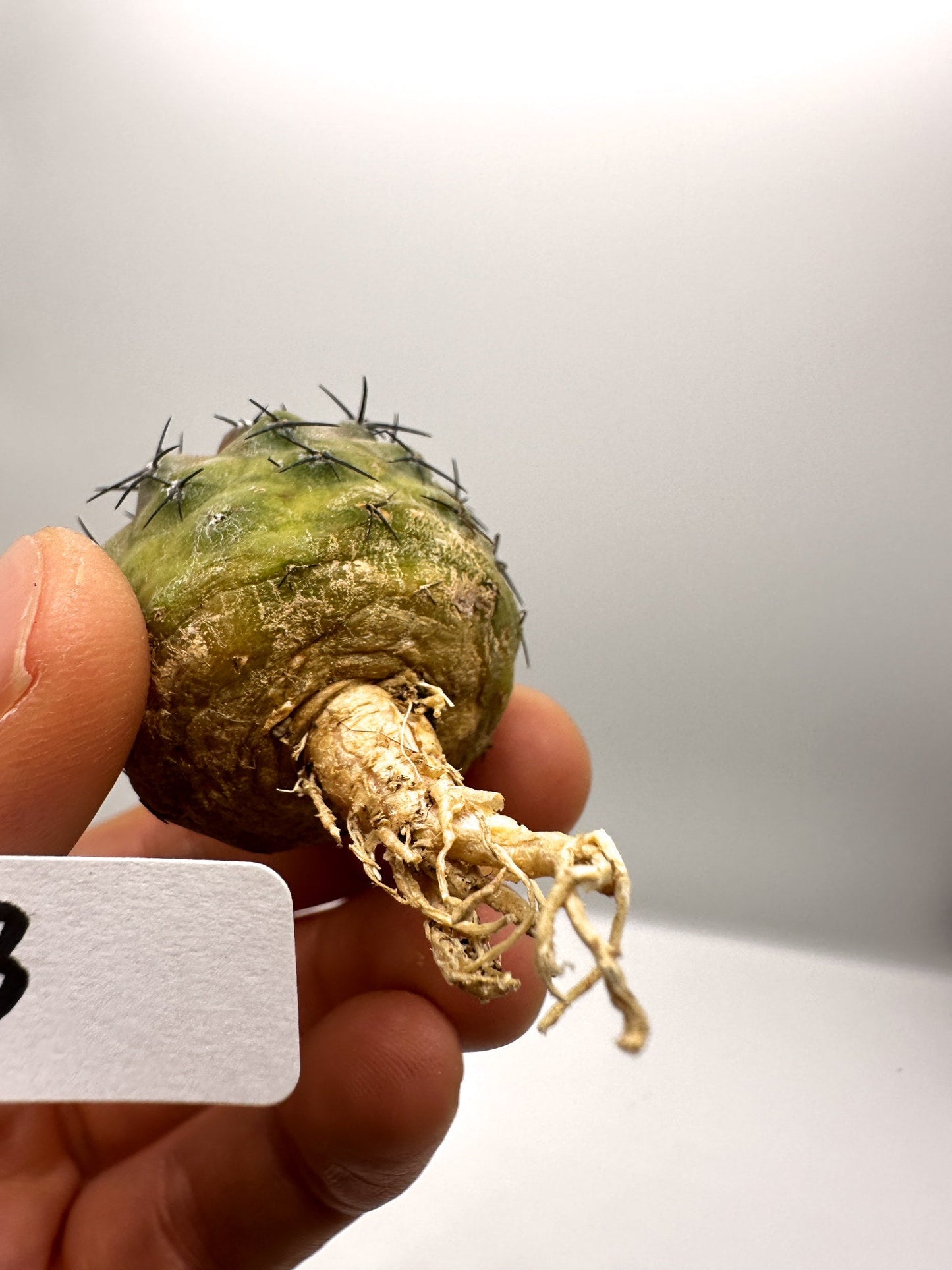 【現品限り】コピアポア・コルムナアルバ孤竜丸 抜き苗 実生【H33】 Copiapoa columna-alba