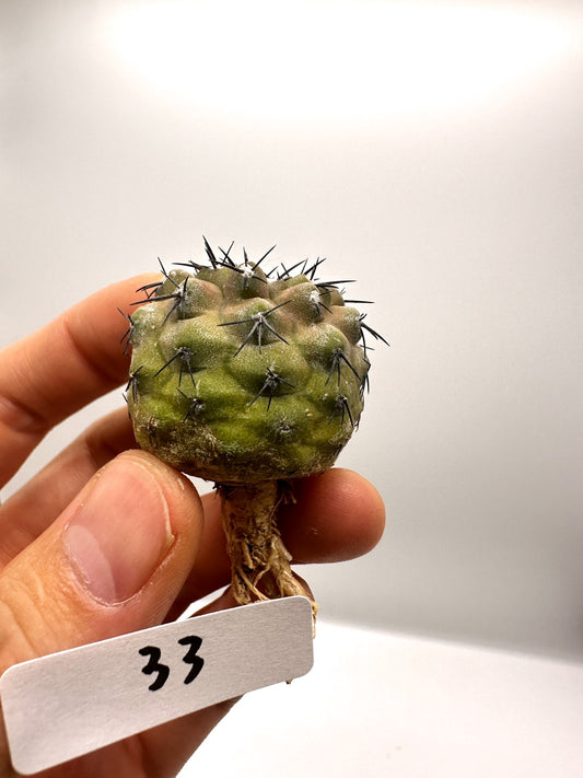 【現品限り】コピアポア・コルムナアルバ孤竜丸 抜き苗 実生【H33】 Copiapoa columna-alba