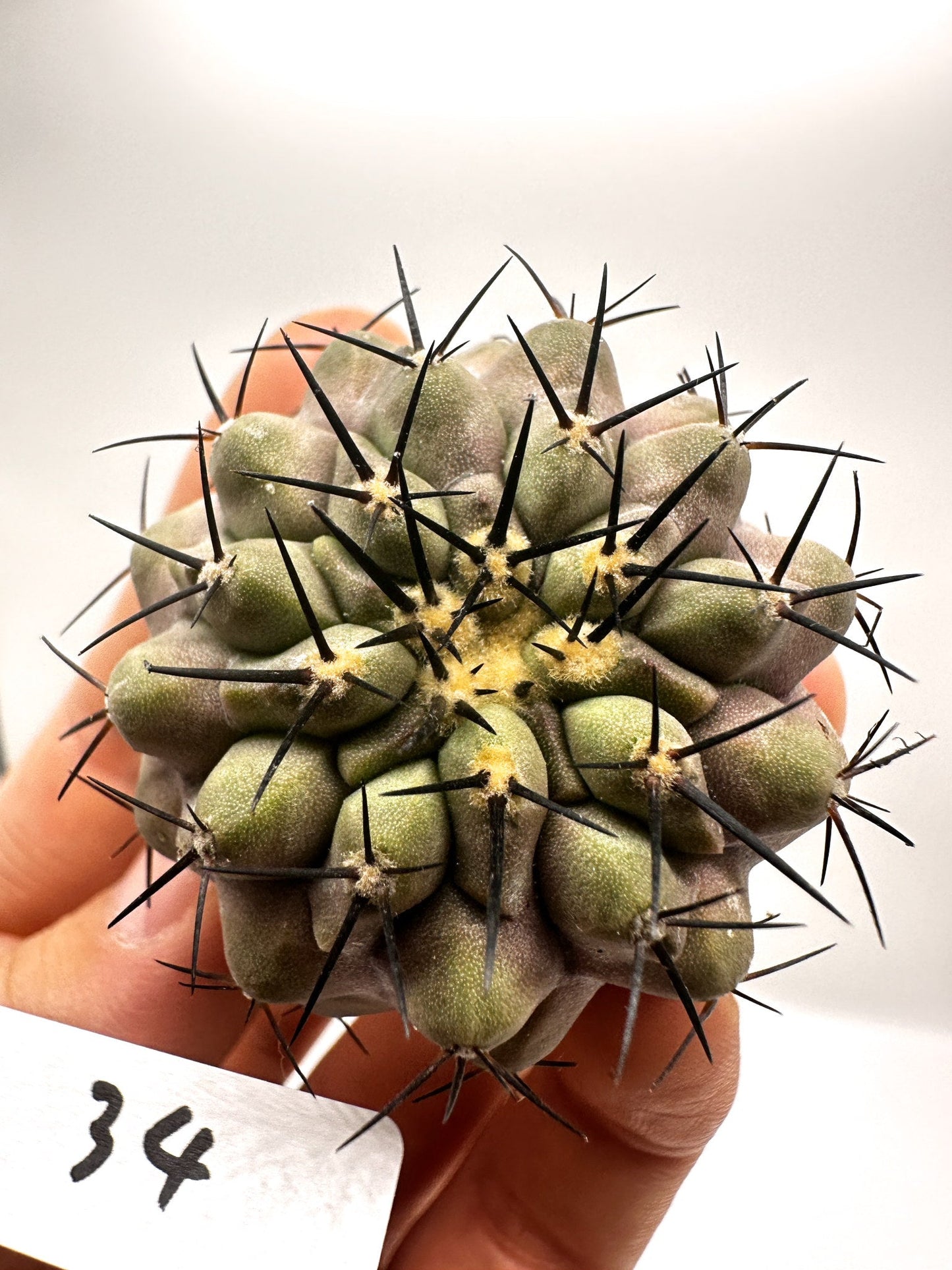 【現品限り】コピアポア・コルムナアルバ孤竜丸 抜き苗 実生【H34】 Copiapoa columna-alba