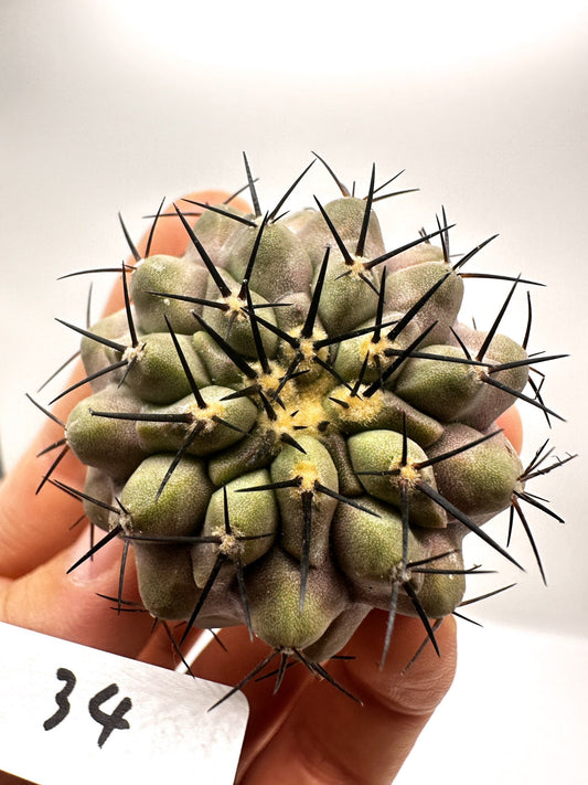 【現品限り】コピアポア・コルムナアルバ孤竜丸 抜き苗 実生【H34】 Copiapoa columna-alba
