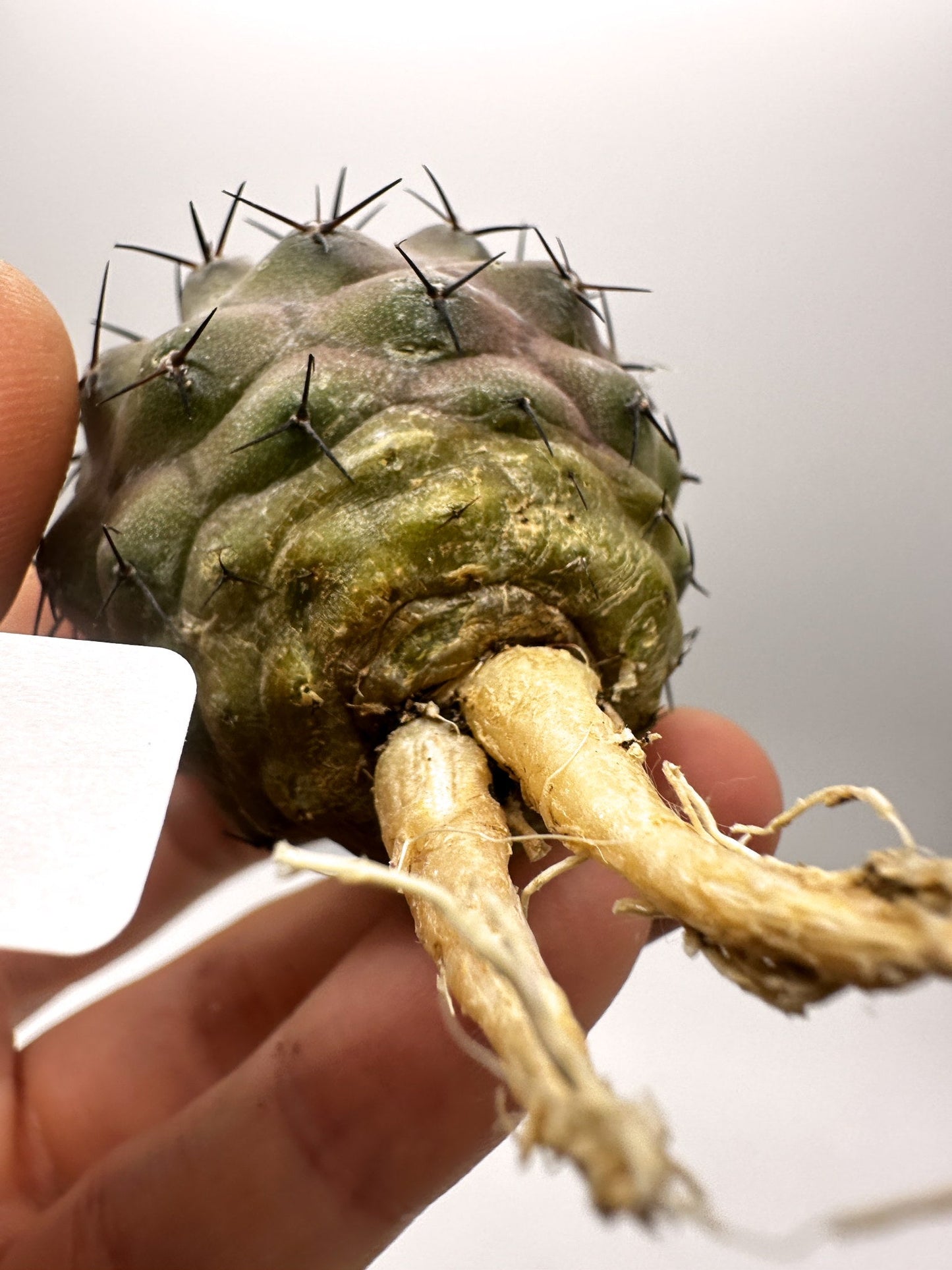 【現品限り】コピアポア・コルムナアルバ孤竜丸 抜き苗 実生【H34】 Copiapoa columna-alba