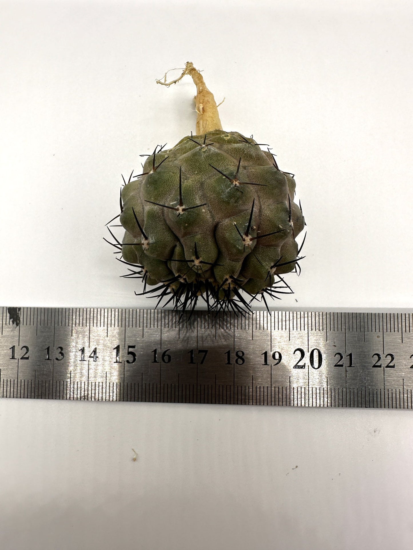 【現品限り】コピアポア・コルムナアルバ孤竜丸 抜き苗 実生【H34】 Copiapoa columna-alba