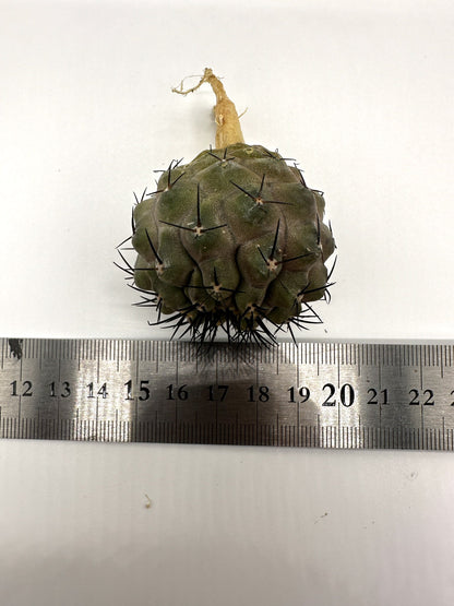 【現品限り】コピアポア・コルムナアルバ孤竜丸 抜き苗 実生【H34】 Copiapoa columna-alba